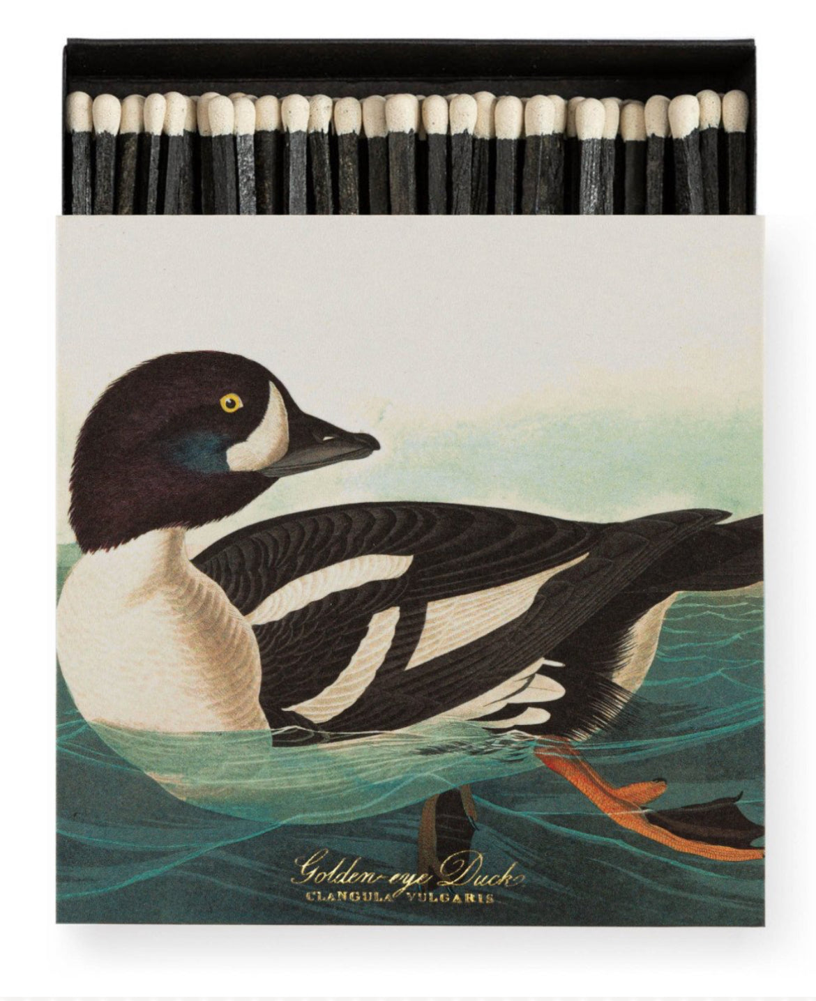 Archivist Gallery ~ The Golden Eye Duck